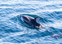 Pacific white-sided dolphin