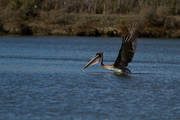 birds-irv-1081
