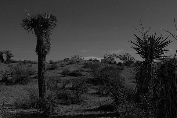 joshuatree09-2448-2