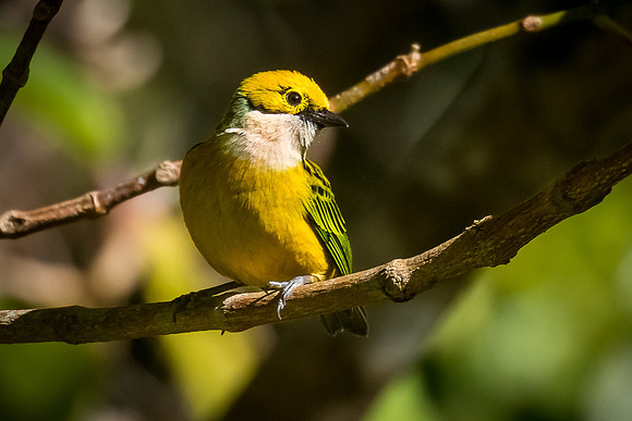 Silver-throated Tanager