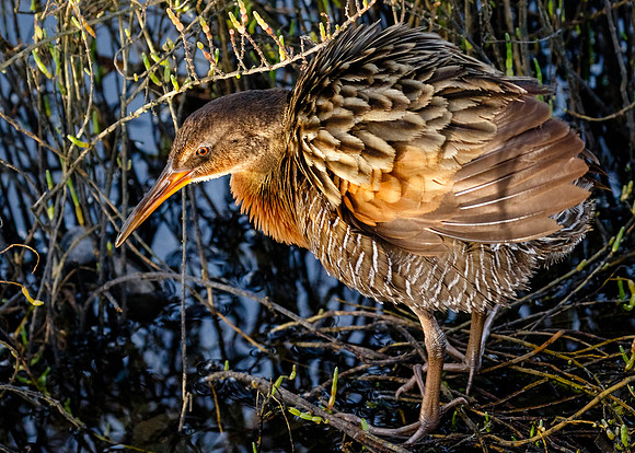 Ridgway's rail