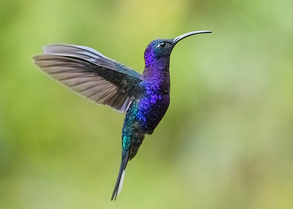 Purple majesty