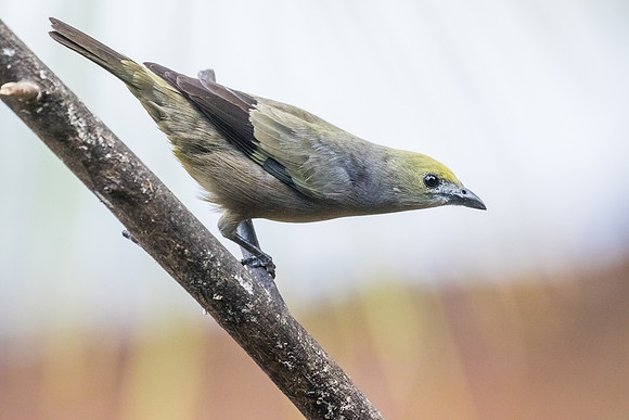 Palm Tanager
