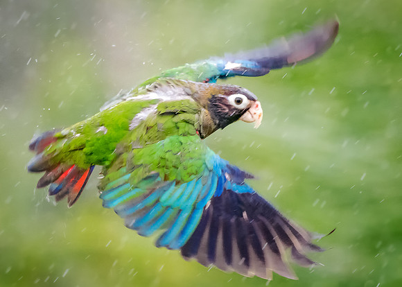 Rainy flight