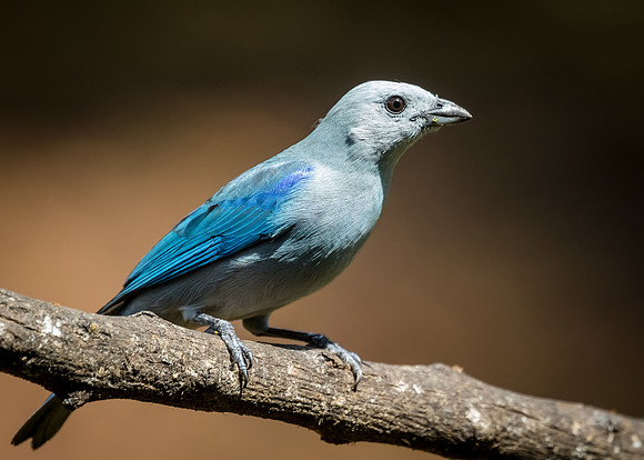 Blue-gray Tanager