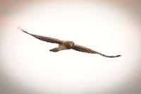 Northern Harrier - Female