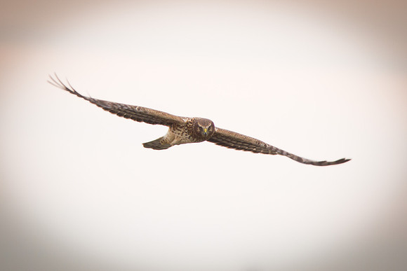 Northern Harrier - Female