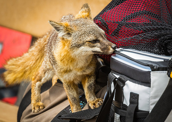 Young Island fox