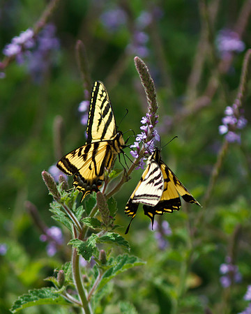 Shared meal - Western Tiger Swallowtail