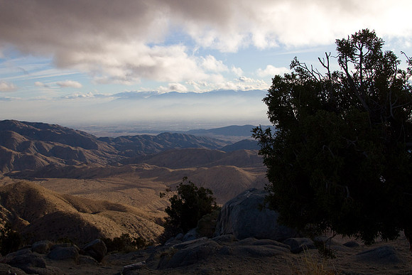 joshuatree09-2317
