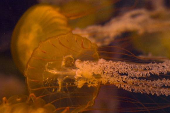 LB-aquarium-0428