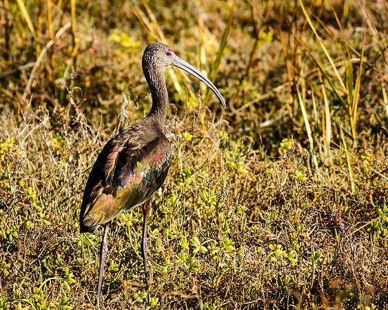 BolsaChica-2013-7161