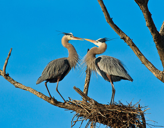 Herons in Love