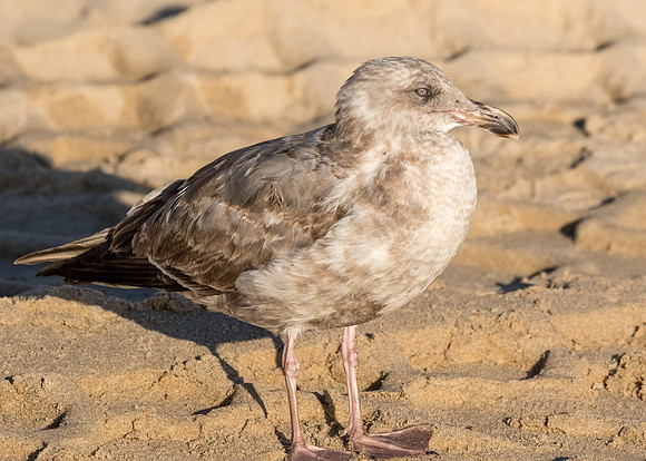 CoronaDelMar-2015-7456