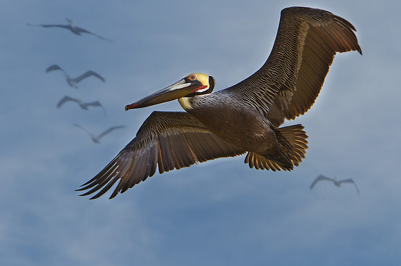 California Brown Pelican