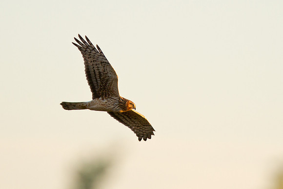Northern Harrier