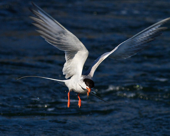 Flyaway meal