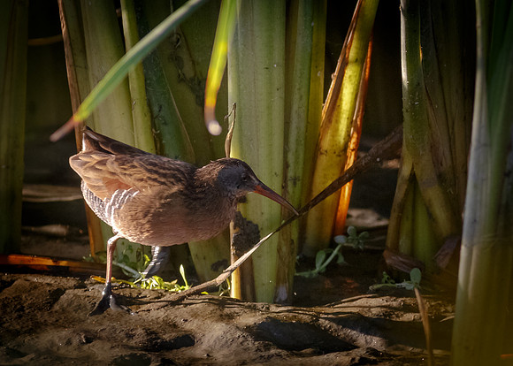 Virginia Rail