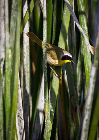 Common Yellowthroat - male
