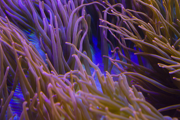 lb-aquarium-1477