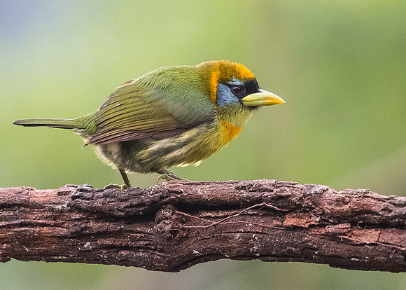 Female Red-headed Barbet
