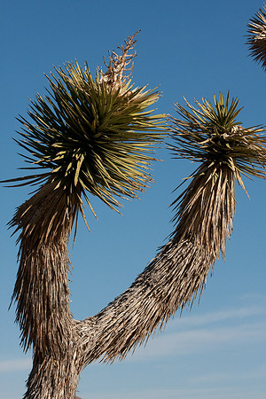 joshuatree09-0516
