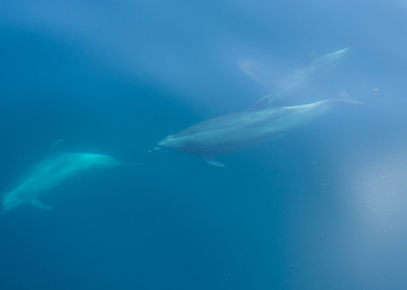 Spring Pelagic Trip