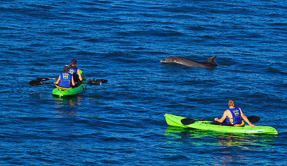 Close up dolphin encounter