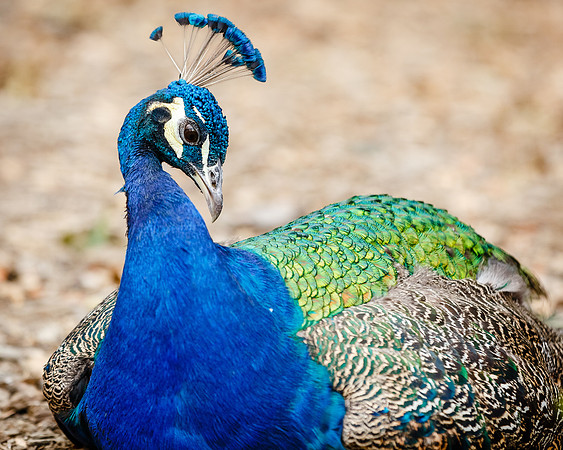 Male Indian Peafowl