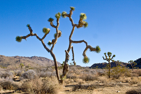 joshuatree09-2617
