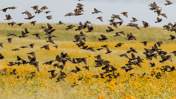 Yellow desert flowers and Yellow-headed Blackbirds
