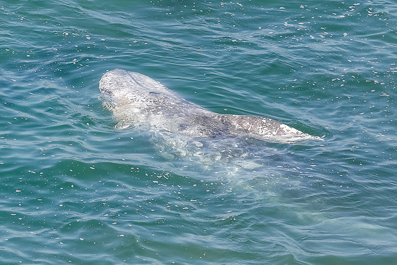 La-Malibu-1155