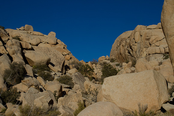 joshuatree09-2566