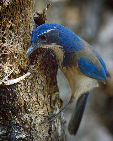 Western Scrub Jay