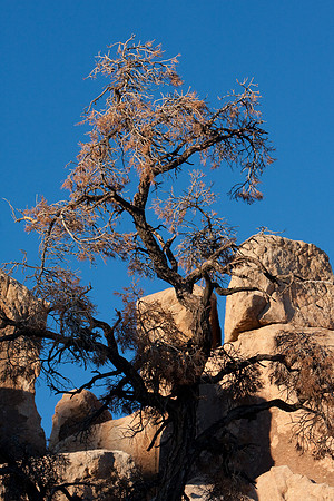 joshuatree09-0602