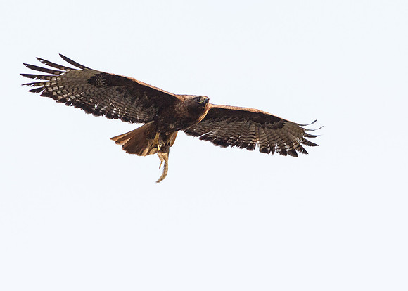 Female Red-Tailed Hawk in flight