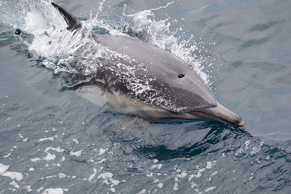 Common dolphin