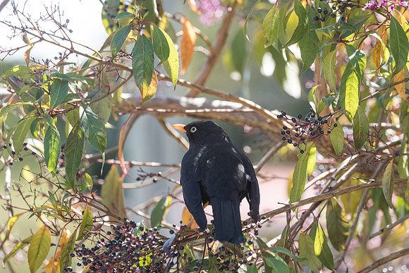 Sooty Thrush