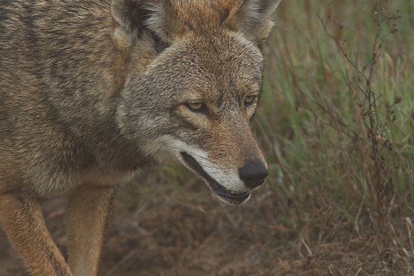 Coyote