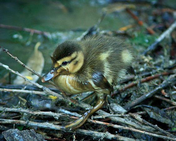 Mallard duckling