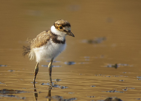 Killdeer chick