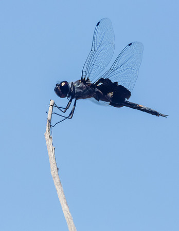Black saddlebags dragonfly