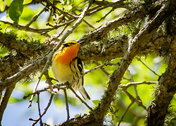 Blackburnian Warbler