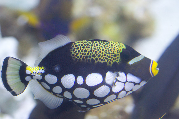 lb-aquarium-1365