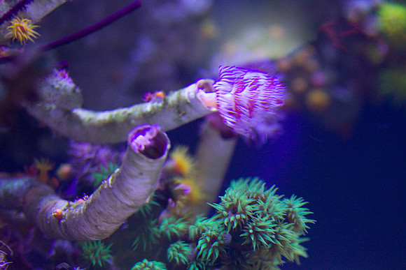 lb-aquarium-1432