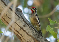 Yellow-bellied Sapsucker