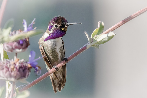 Costas Hummingbird