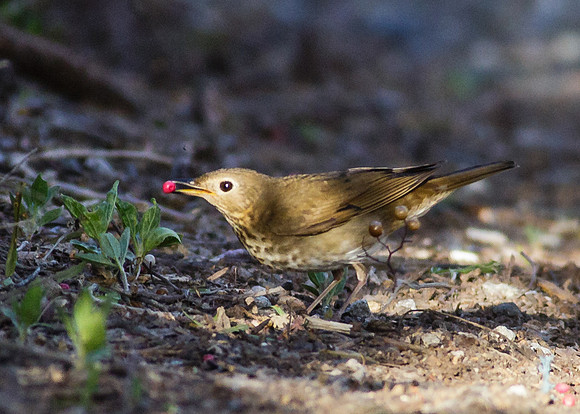 Swainson's Thrush