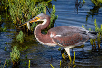 BolsaChica-1017-0502