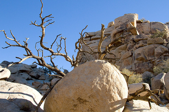 joshuatree09-2597
